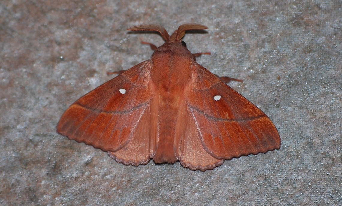 Odonestis pruni (Linnaeus, 1758) - Lasiocampida